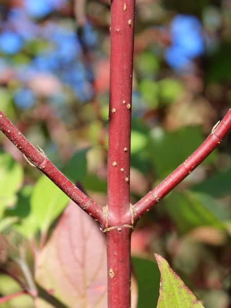 Red Osier Dogwood For Sale Treetimeca