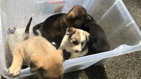 Localizan Cuatro Cachorros Abandonados En Una Caja De Plástico La