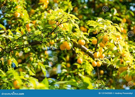 Cherry plum on the tree stock image. Image of landscape - 131543505