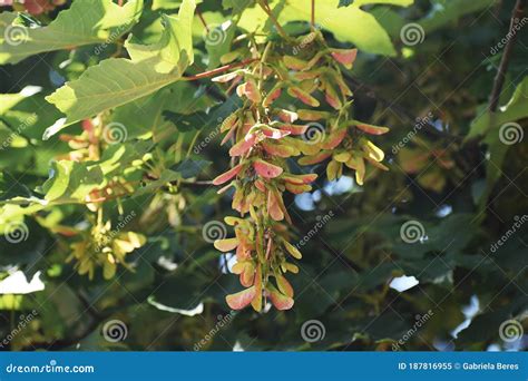 Ramas Con Semillas De árbol De Cámara Pseudoplatanus Imagen de archivo