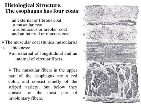 Oral Cavity Histology