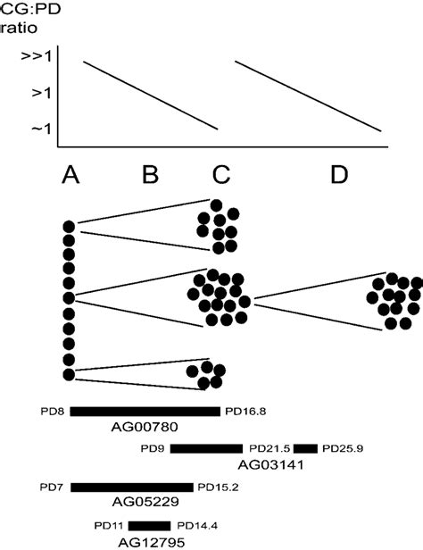 Clonal Growth Model For Ws Cultures Adapted From 1242 Stage A Is A