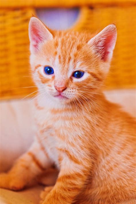 17 Best images about Orange kittens!!!!!!! on Pinterest | Sad kitty ...