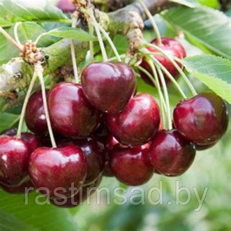 Черешня Мария: продажа, цена в Минске. семена, саженцы и рассада ...