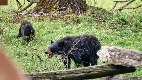 Black Bears In Great Smoky Mountains National Park Wildlife Watching