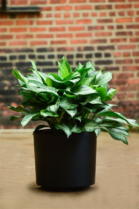 Chinese Evergreen – Interior Foliage Design