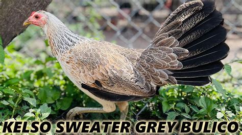 Yellow Leg Bulicos Sweater Kelso Mezquite Farm Beautiful Birds Youtube