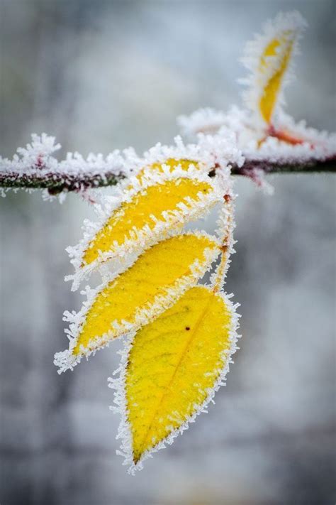 Resimlerin Dili Nature Photography Winter Scenes Autumn Leaves