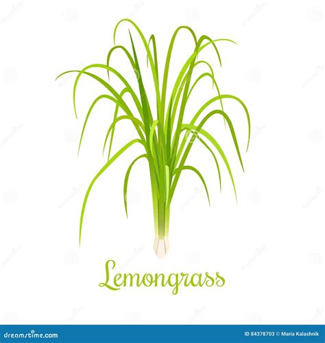 Citronella O Cymbopogon O Citronella Erba Culinaria Illustrazione