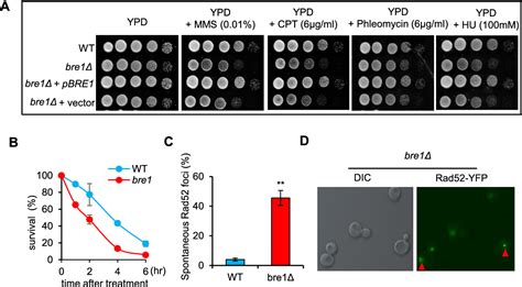 Figure From Bre Dependent H B Ubiquitination Promotes Homologous