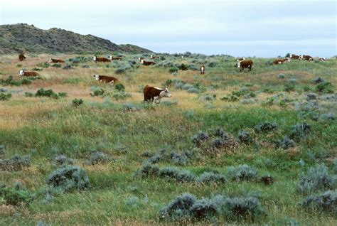 Great Plains agricultural greenhouse gas emissions could be eliminated