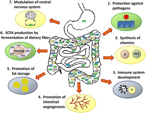 You And Your Microbiome Become Your Healthiest You