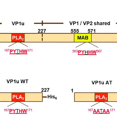 Kappa Coefficient Sensitivity And Specificity Of Vp Uat Elisa And Vlp