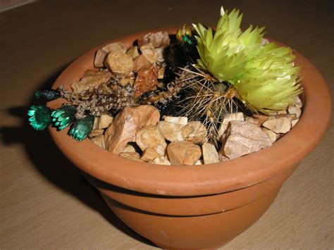 Characteristics Of Cacti Plants Dengarden