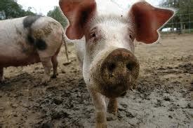 Pig Farming: Pig Farming For Beginners - 3 Simple Ideas and Tips to Increase ...