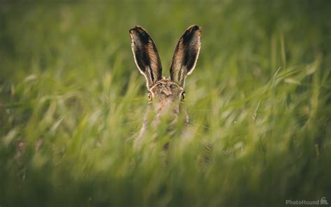 Image of Bempton Cliffs Nature Reserve (RSPB) | 1031625