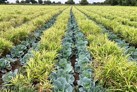 Rainfed Farming In India Taro Pumps