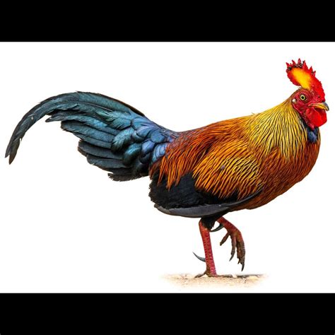 Sri Lanka Junglefowl | Gallus lafayettii | Species Guide | Birda