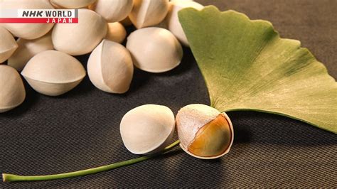 Ginkgo Nuts Trails To Oishii Tokyo Nhk World Japan