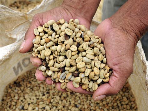 Projeto Campo Futuro levanta custos de produção de café no Espírito