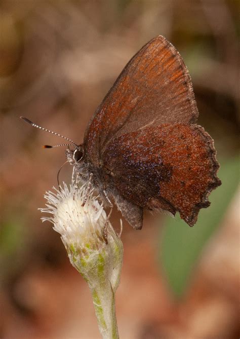 Brown Elfin - Alabama Butterfly Atlas