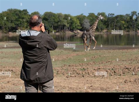 Zambia Parque Nacional Luangwa Del Sur Jirafa Rodesiana Alias