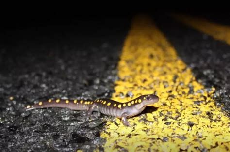 Invasion Of Salamanders Shuts Down Keene Nh