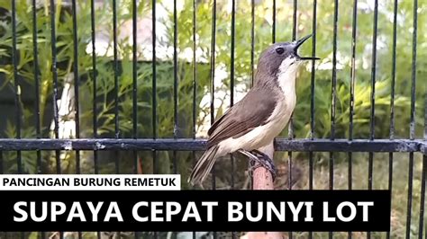 SUARA REMETUK LAUT FULL GACOR Masteran PIKAT Burung SIUR Sier Sir