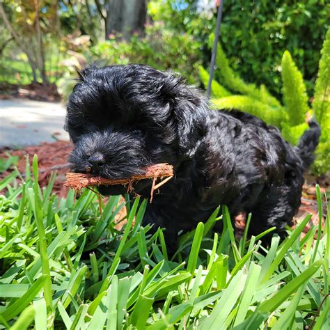 Milo Black Maltipoo Puppy Male Michele S Puppies Paws