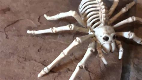 How Rare Is A Skeleton Riding A Spider