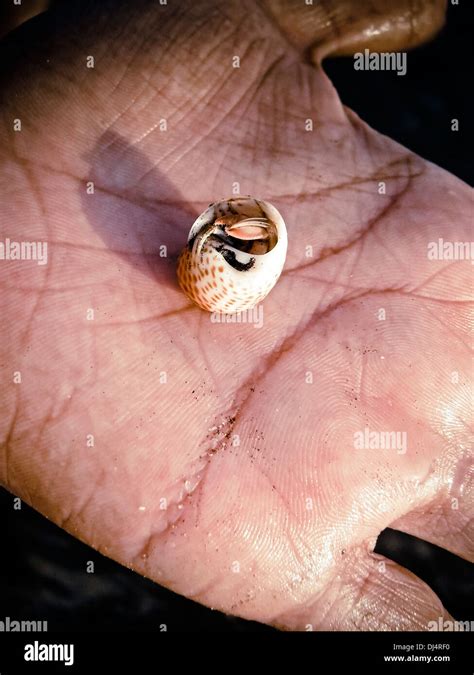 Hermit Crab In Human Hand Stock Photo Alamy