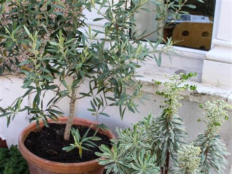 Olive Tree Care Grow An Olive Tree Indoors Hgtv