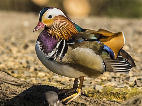 Galericulata Do Pato Aix De Mandarino Foto De Stock Imagem De Fundo