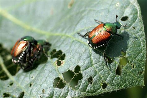 The Right Way To Determine And Management Japanese Maple Pests Top