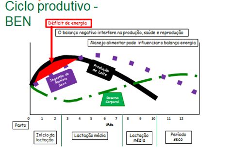 Manejo De Vacas Leiteiras No P S Parto