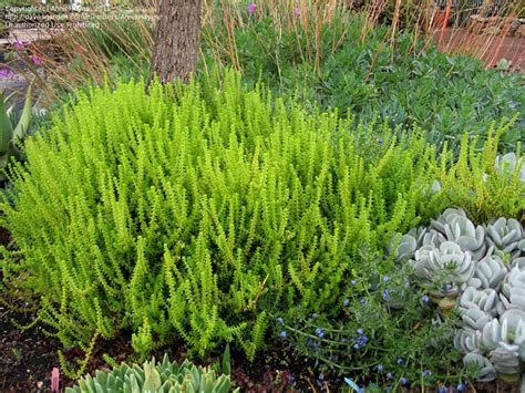 Plantfiles Pictures Watch Chain Plant Clubmoss Crassula Princess