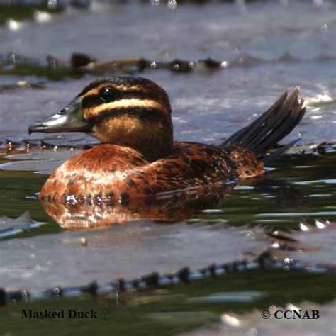 Masked Duck (Nomonyx dominica) - North American Birds - Birds of North America