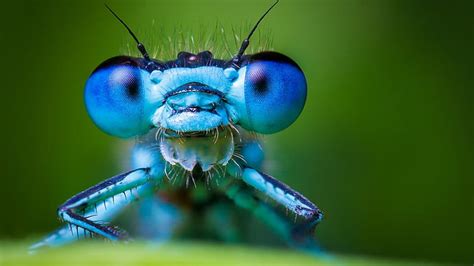 Amazing Blue Bugs Insects Frogs Fish And Butterflies Hubpages