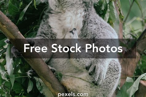 Bear Tree Photos, Download The BEST Free Bear Tree Stock Photos & HD Images