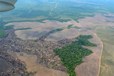 Solo En El Colombia Perdi Bosque En Un Rea Casi Equivalente A