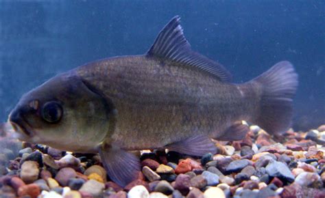 Fishes Of Minnesota Bigmouth Buffalo