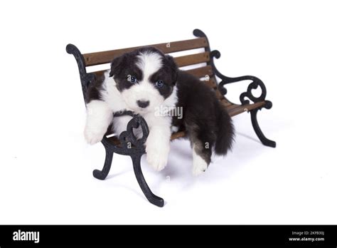 Bank Two Shepherds Cut Out Stock Images And Pictures Alamy