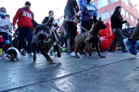 Realizan Segunda Carrera Perrona En SLP Capital La Jornada San Luis