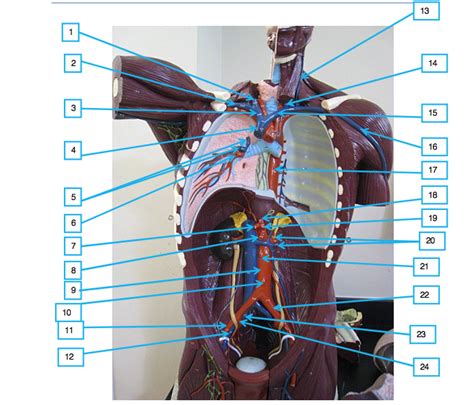 Torso Model Vessels Diagram Quizlet