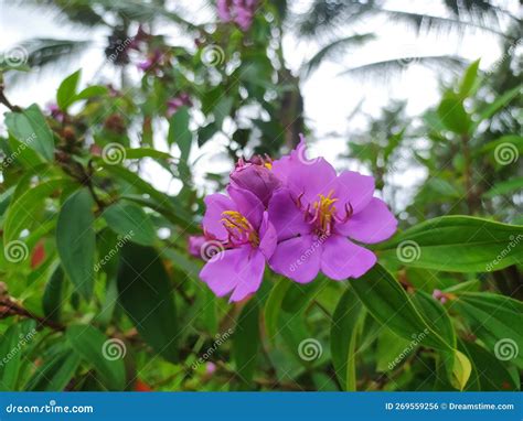 Tibouchina Urvilleana The Princess Flower Or Purple Glory Tree Stock