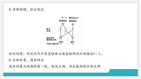 2024届高考生物二轮复习课件共101张ppt——专题六 遗传规律 21世纪教育网