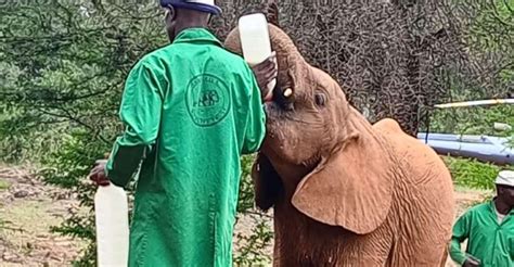 Half Day Tour At Elephant Orphanage Giraffe Centre GetYourGuide