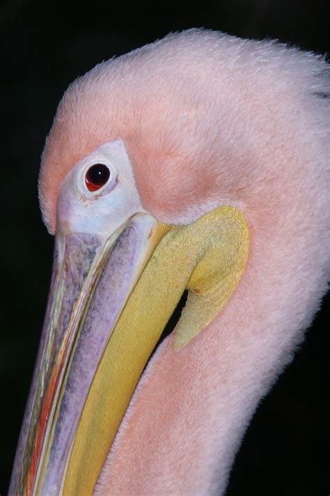 Pink Pelican Animals Birds Portrait Of Pink Pelican Pelican