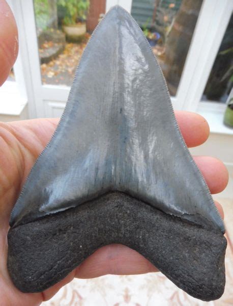 Megalodon And More Fossils Ltd Uk Fossils For Sale Megalodon