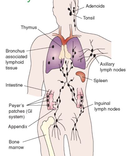 CH 16 Adaptive Immunity Flashcards Quizlet